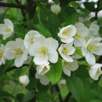 Christina Gustavson 149